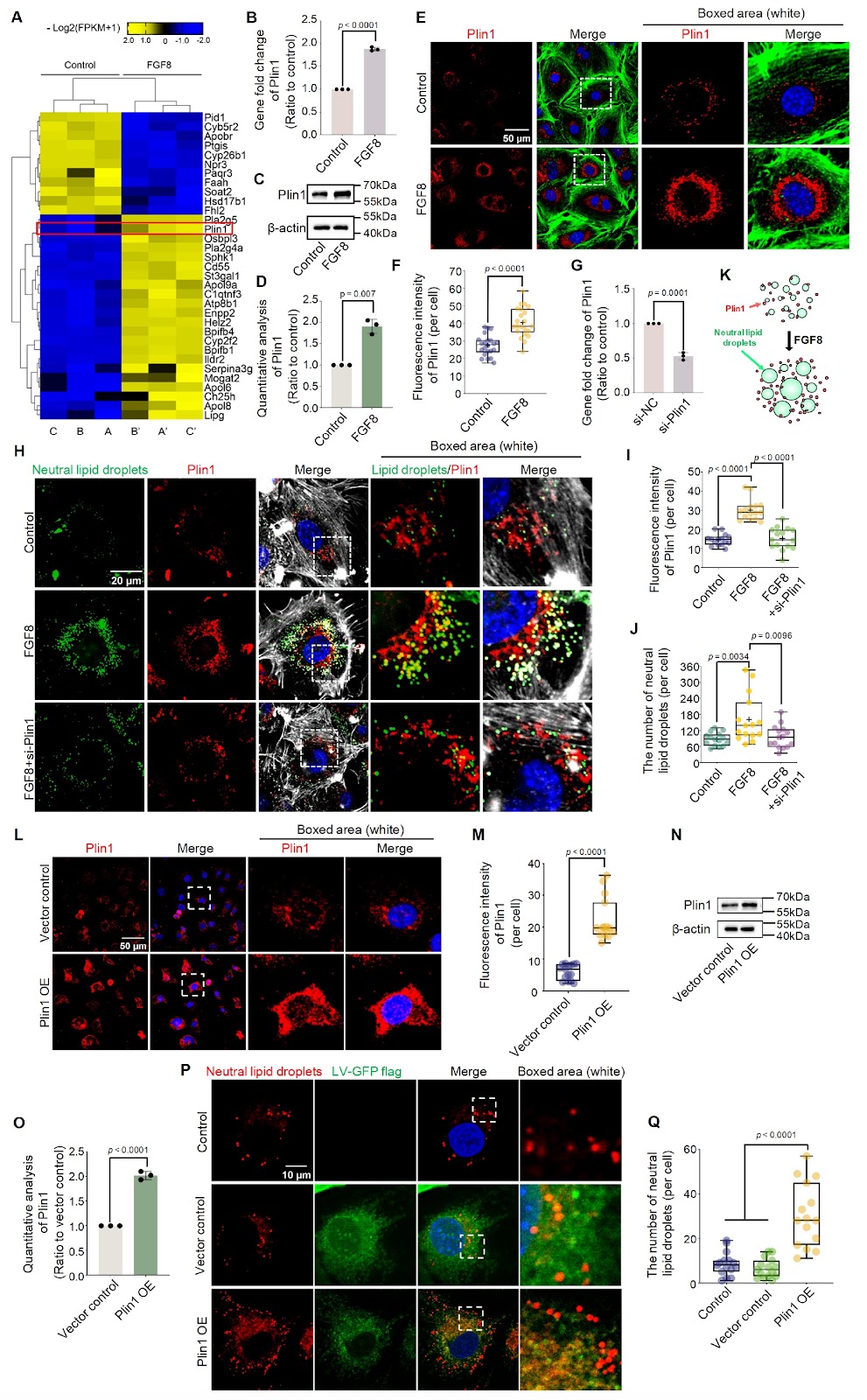 FGF8 promotes lipid droplet accumulation via the FGFR1/p-p38 axis in chondrocytes