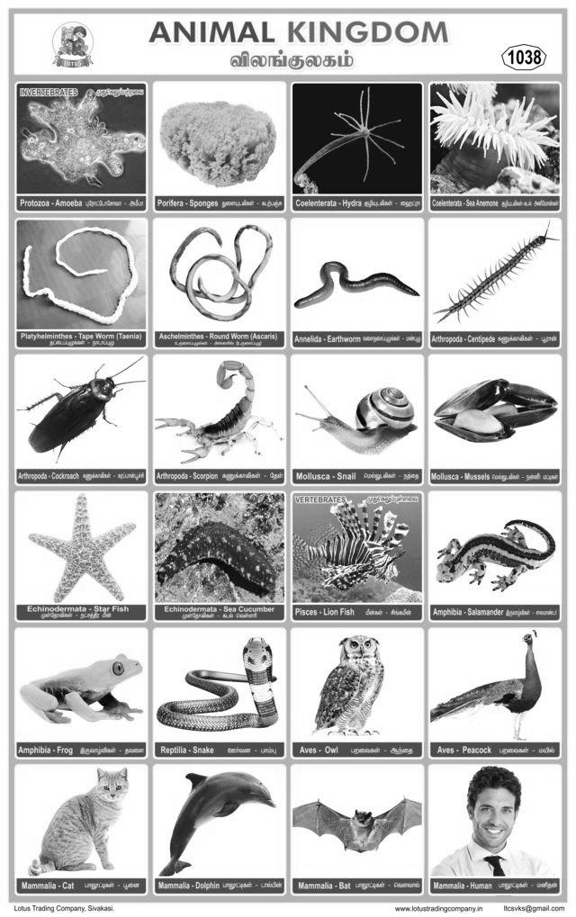 1038. Animal Kingdom