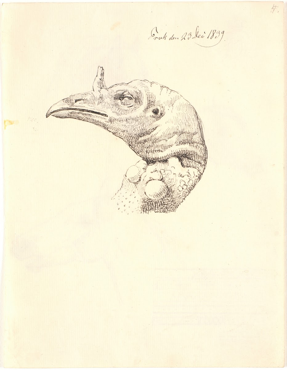 Hovede af en død kalkunhøne 1839