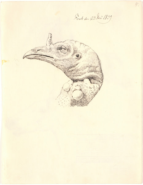 Hovede af en død kalkunhøne 1839