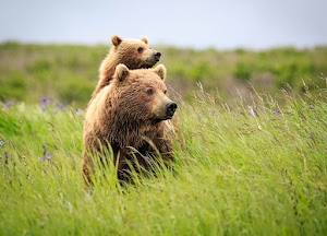 Bears Wallpaper