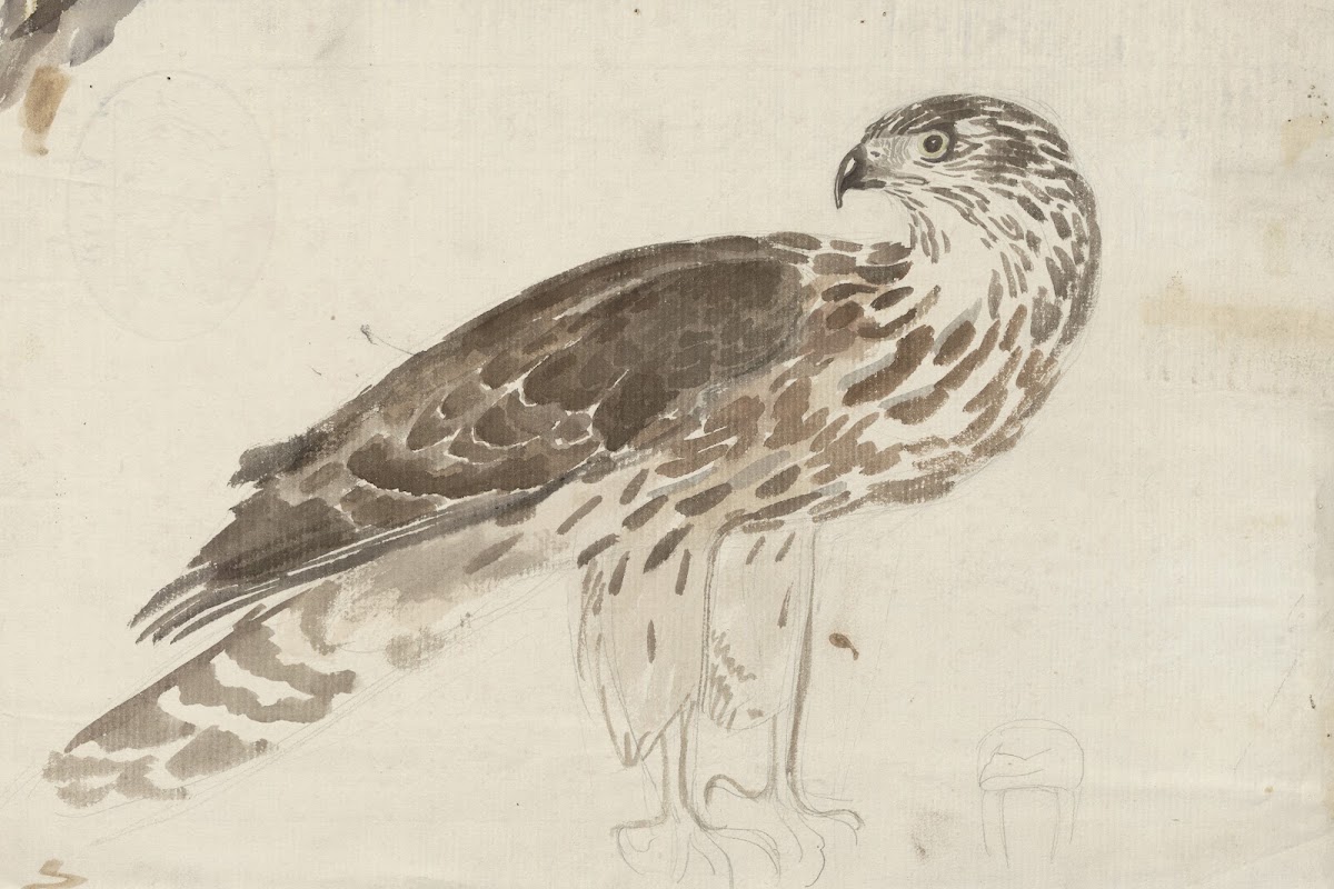 Bird of prey 1895 1928