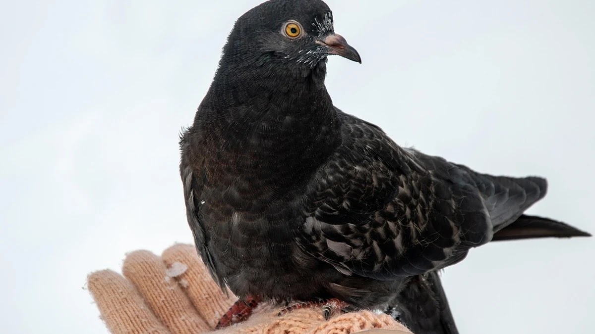 뉴스 추천 알고리즘의 구조와 편향성 해석
