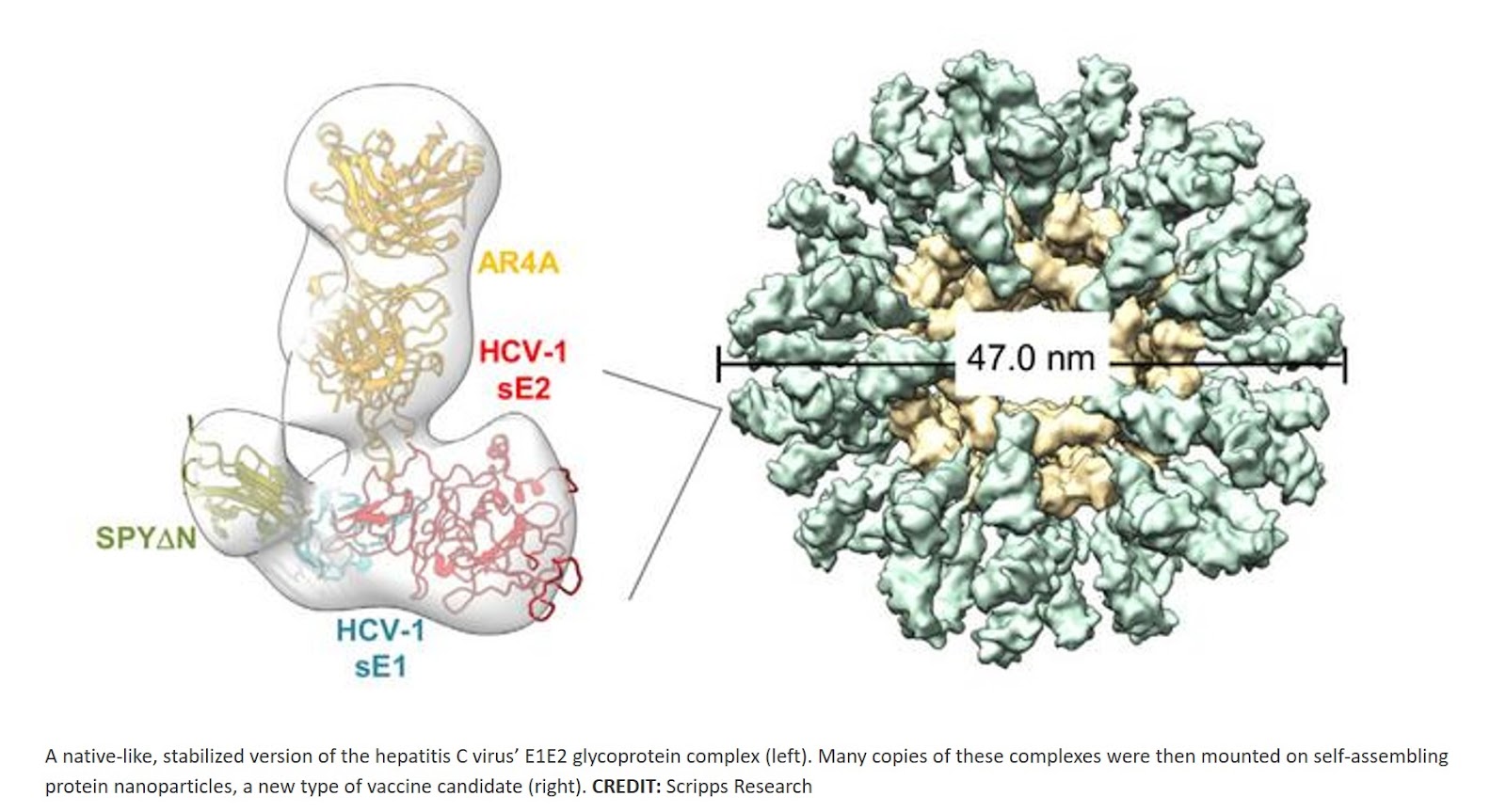 Native-like soluble E1E2 glycoprotein heterodimers on self-assembling protein nanoparticles for hepatitis C virus vaccine design