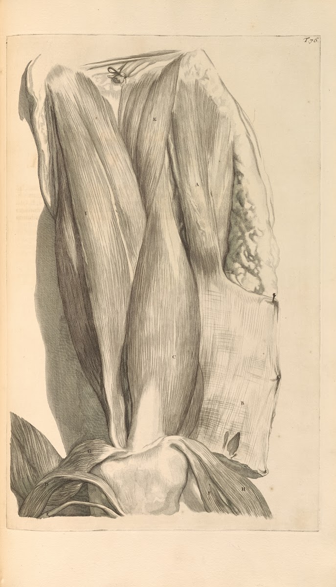 Anatomia humani corporis Pl077 1685