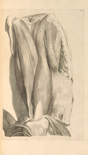 Anatomia humani corporis Pl077 1685