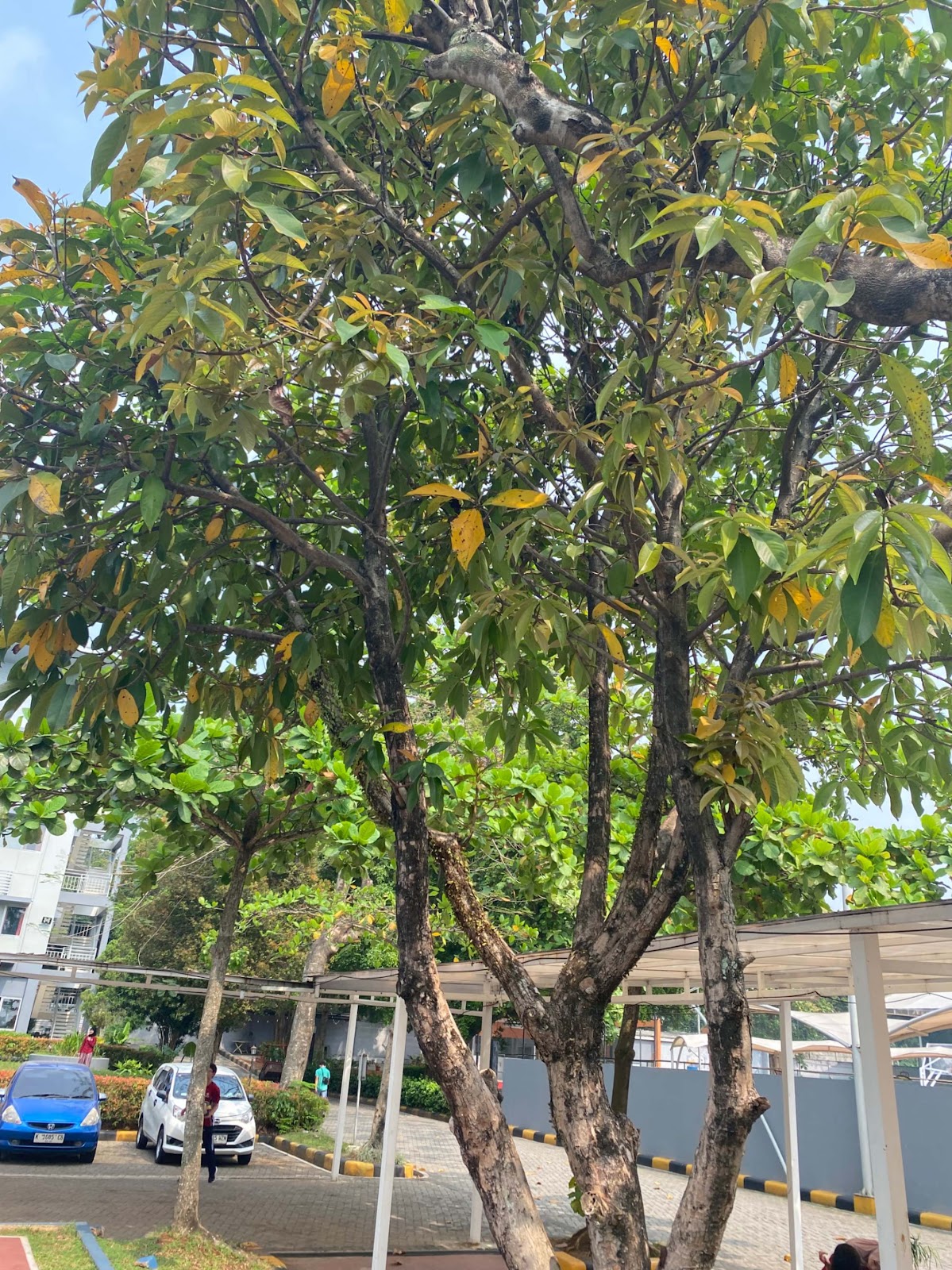 image of Mahogany Tree
