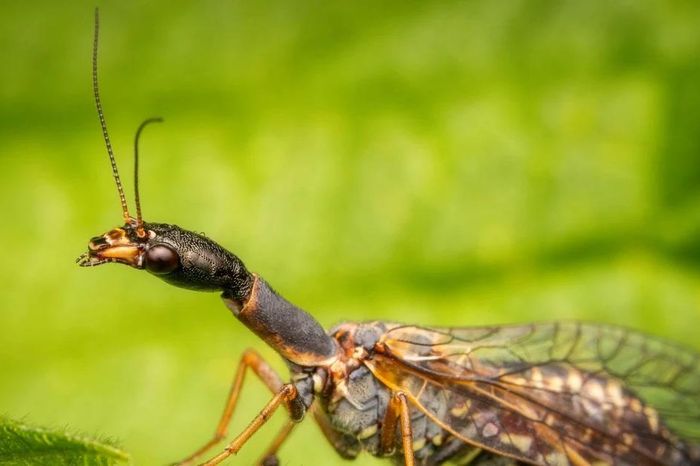 Sinh vật cổ dài được ví như 'hóa thạch sống' kỳ lạ của thế giới côn trùng - Báo Tri thức &amp; Cuộc sống