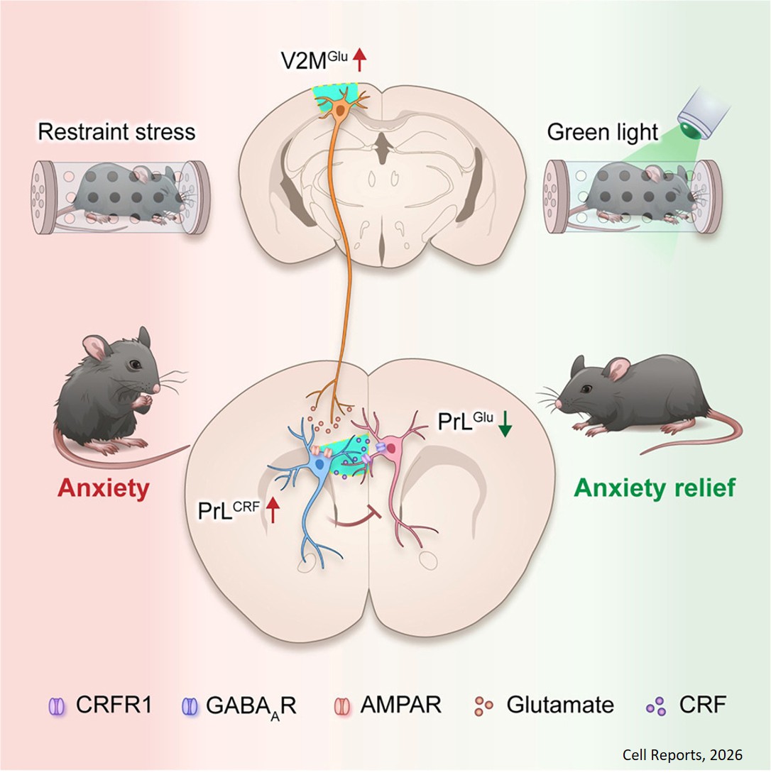 Green light relieves stress-induced anxiety-like behaviors via visual-to-prefrontal projections in mice