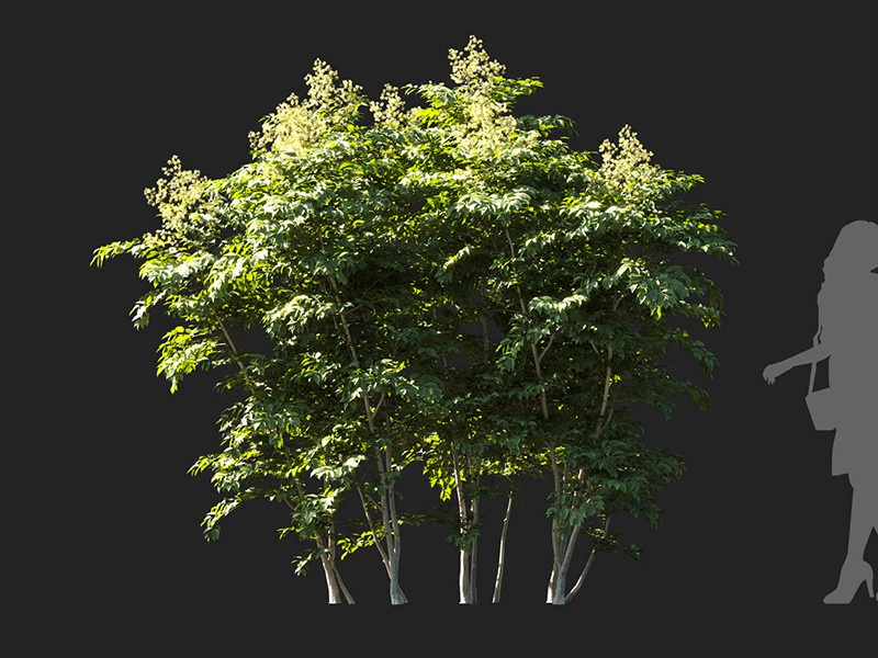 Maxtree - Plant Models Vol.122