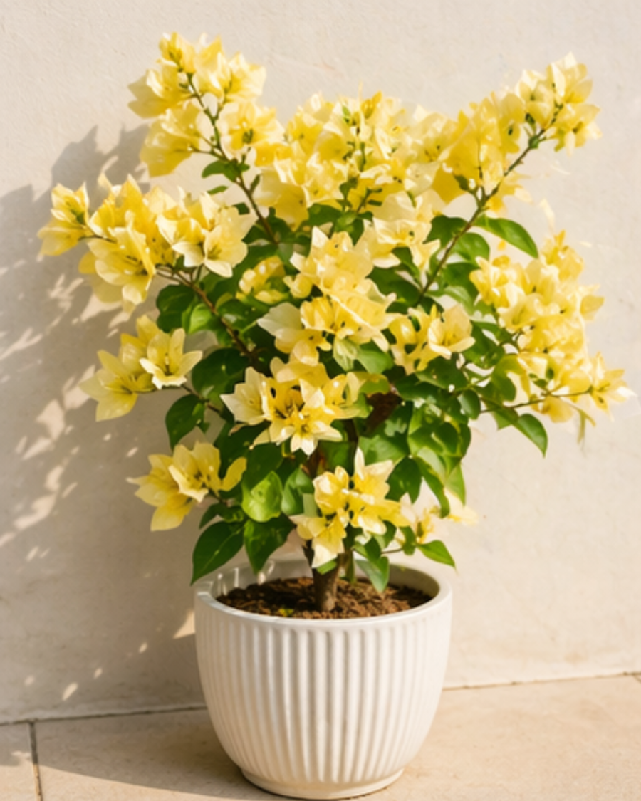 Imported Suverna Bougainvillea Plant — view 5