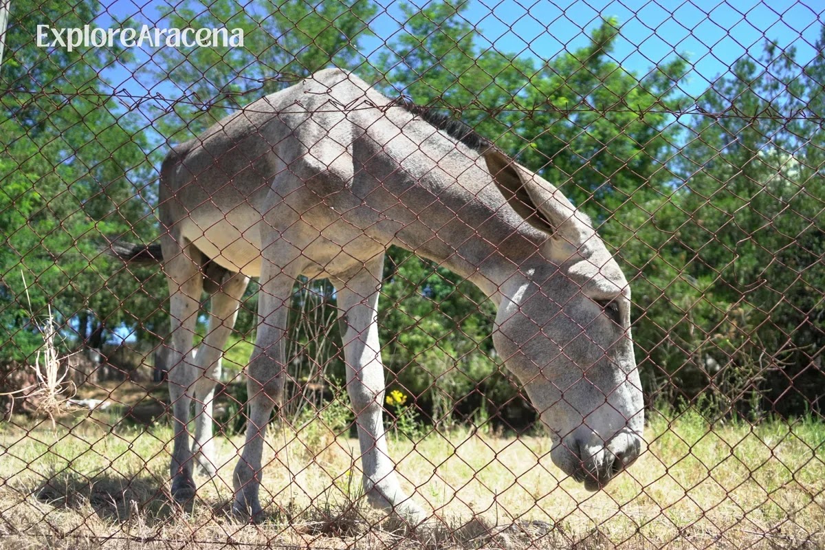 Horse standing among trees and pasture in the countryside surrounding Marimateos.