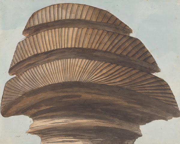 Back View of the Head of the Sphinx ca 1785