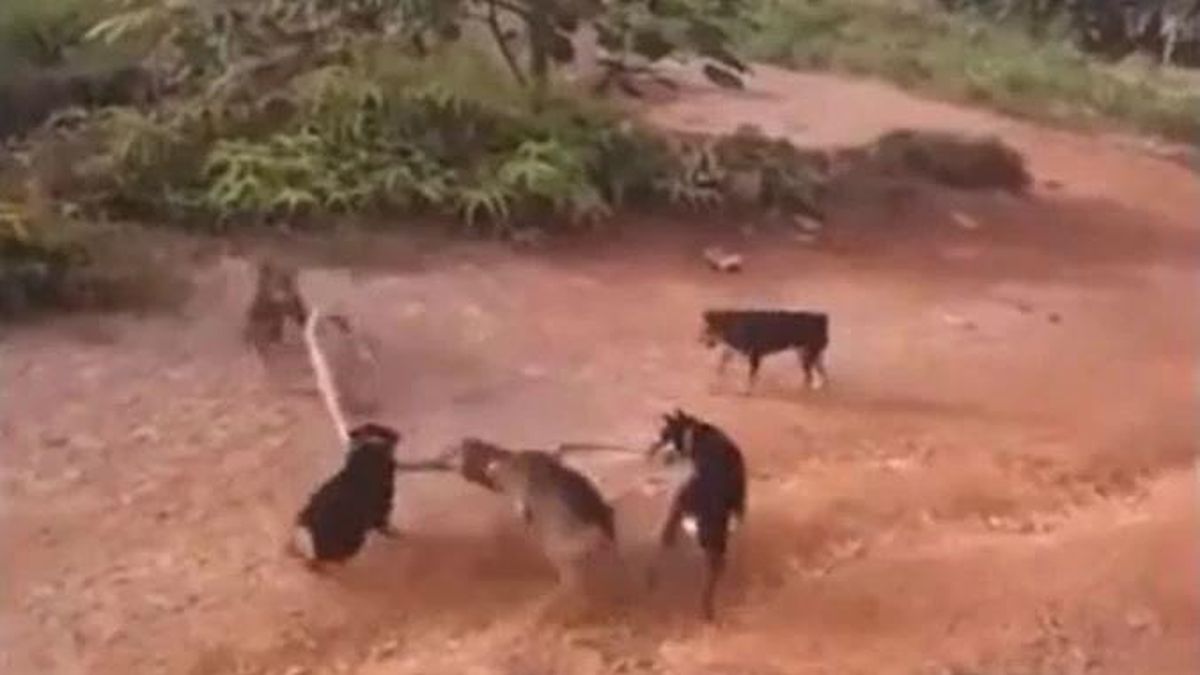 Một mình đối đầu 5 chó nhà, hổ mang chúa khổng lồ nhận kết cục bi thảm - Tạp chí Doanh Nghiệp Việt Nam