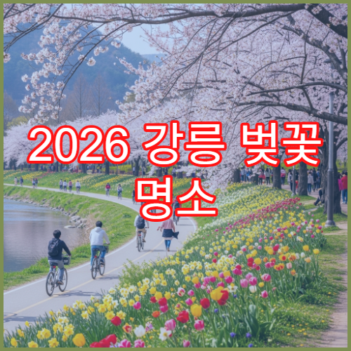 2026 강릉 벚꽃 명소 경포 일대 재방문 이유 솔직 후기