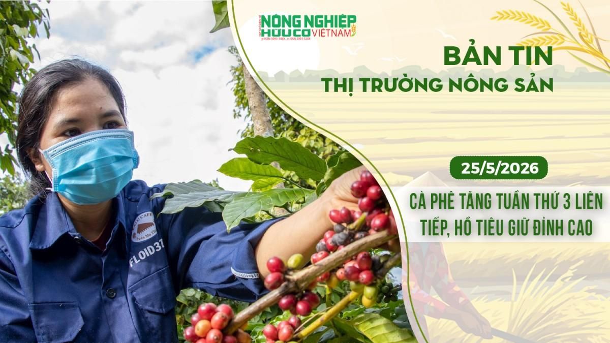 Thị trường nông sản 25/5/2026: Cà phê tăng tuần thứ ba liên tiếp, hồ tiêu giữ đỉnh cao - Nông nghiệp Hữu cơ Việt Nam