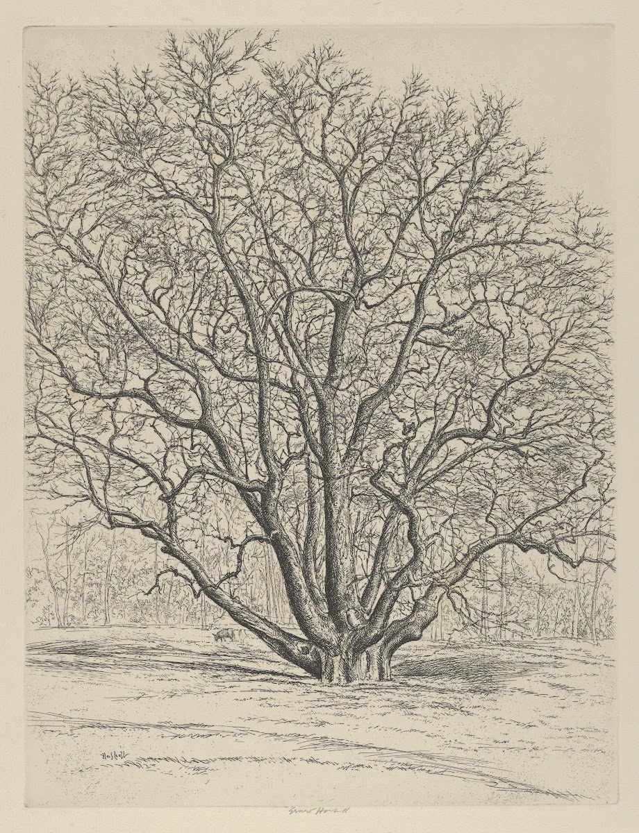 Giant Sycamore 1915 1925