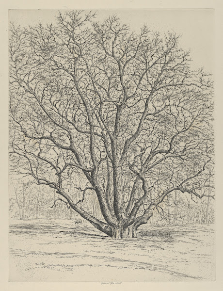 Giant Sycamore 1915 1925