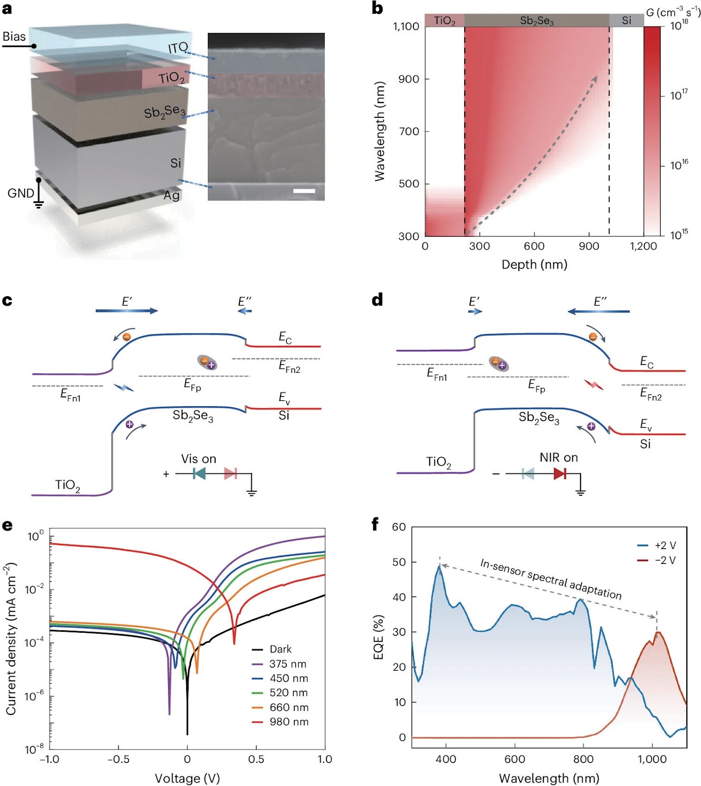 Bio-inspired spectral adaptive visual devices: A new paradigm for structure-defined functionality