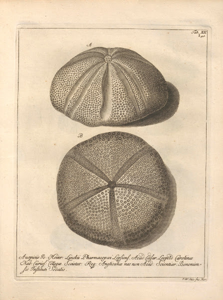 Naturalis Dispositio Echinodermatum Natural Arrangement of Echinoderms Pl12 1734