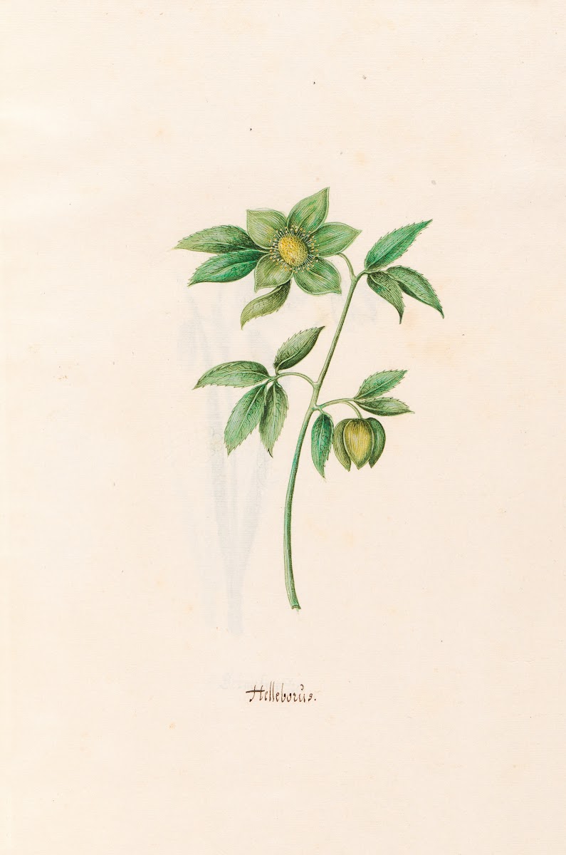 Helleborüs 1692