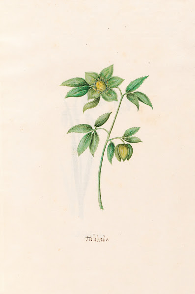 Helleborüs 1692