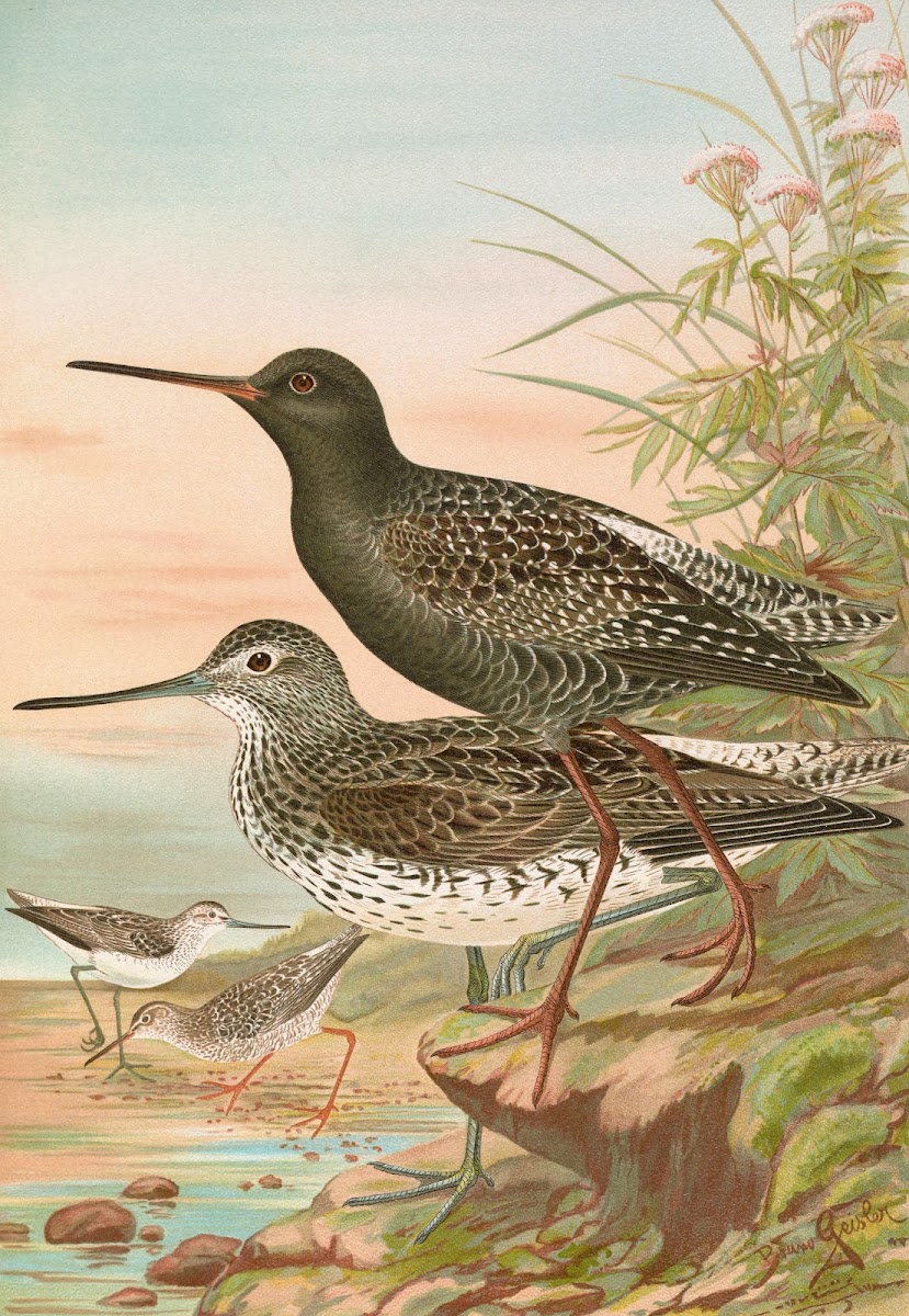 Totanus fuscus Totanus littoreus