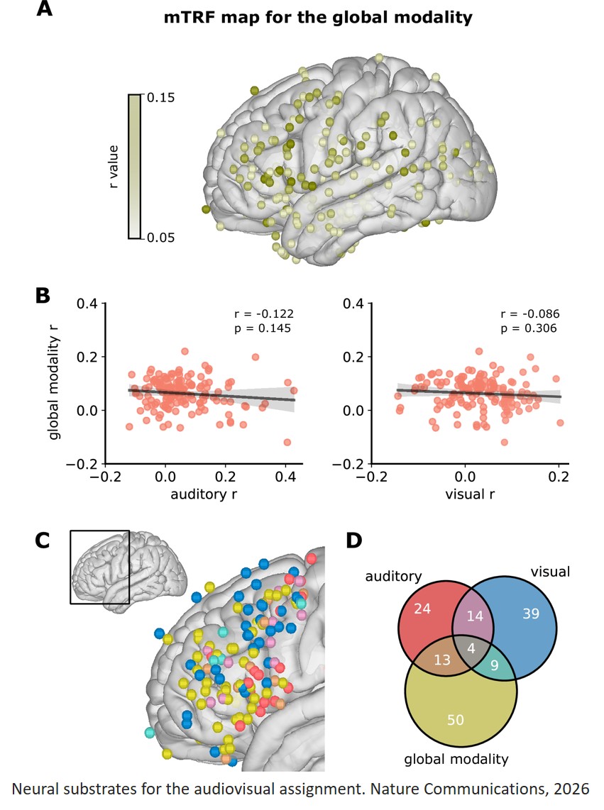Frontal cortex organization supporting audiovisual processing during naturalistic viewing