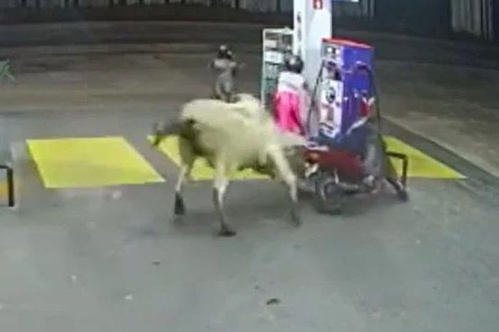 Bò hung hãn rượt đuổi hai cô gái, húc sập cột bơm xăng - Tạp chí Doanh Nghiệp Việt Nam