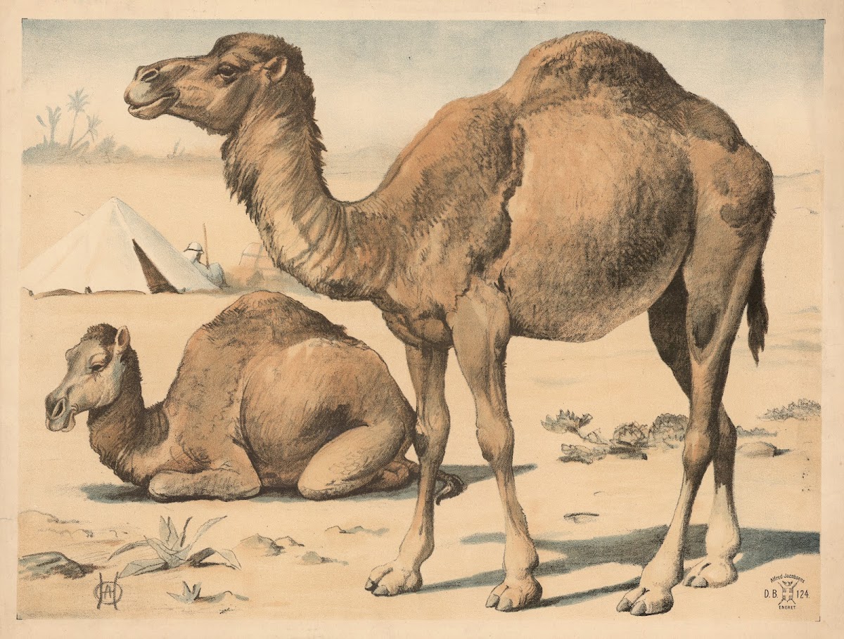 Dromedar 1892