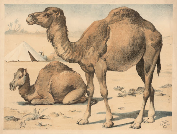 Dromedar 1892