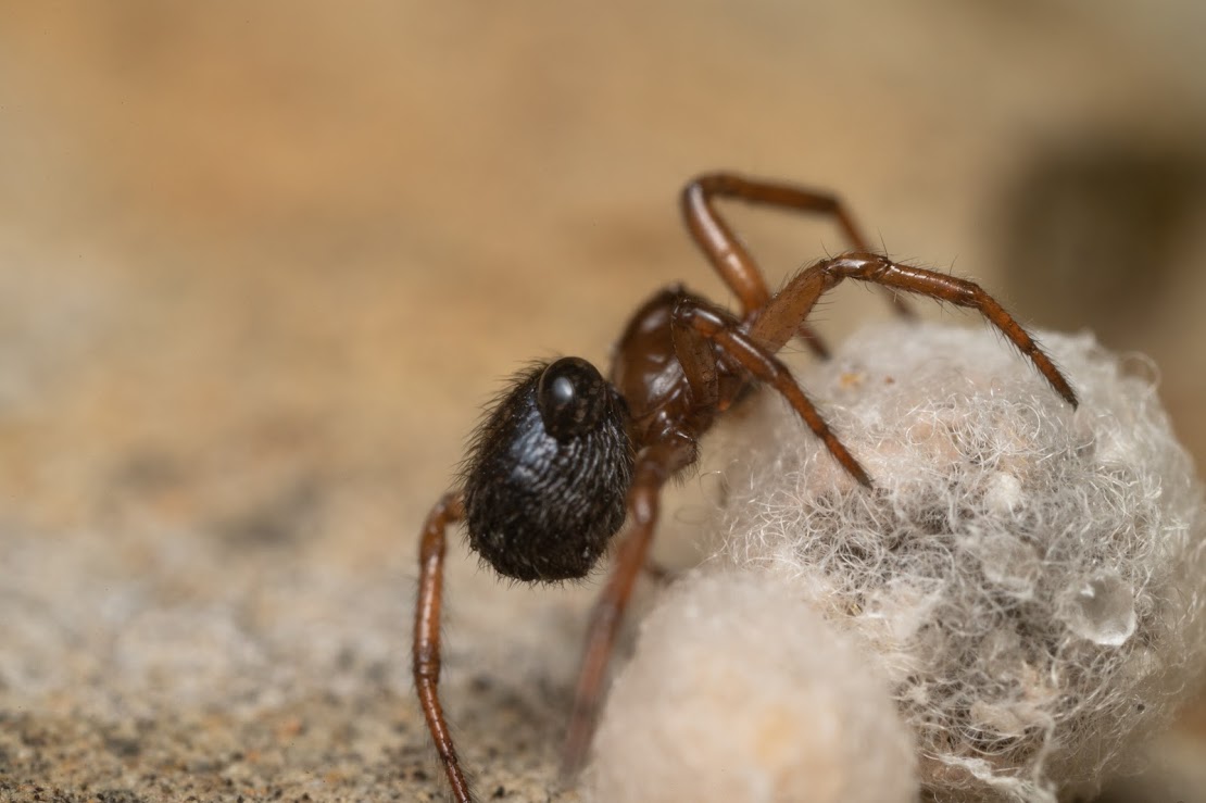 Enoplognatha thoracica