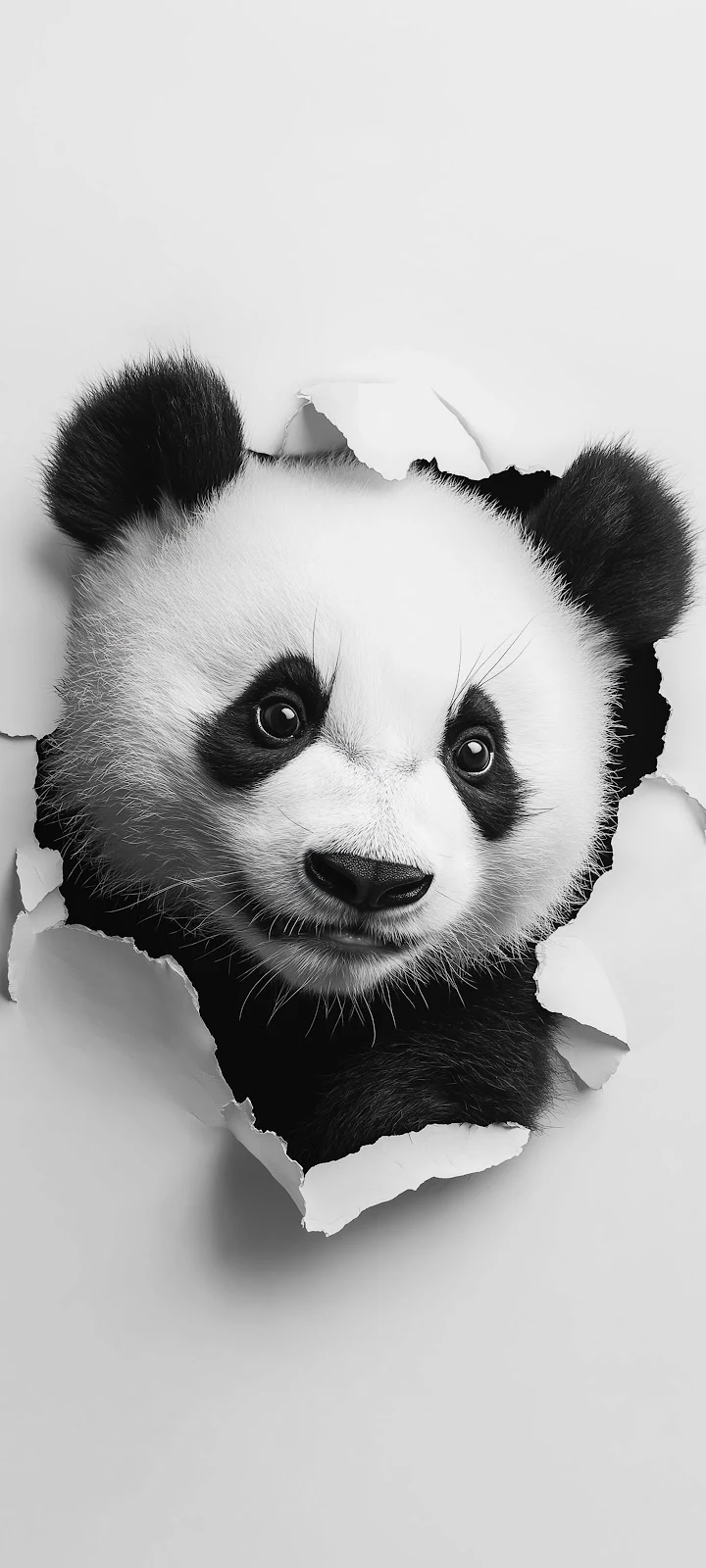 Giant Panda Tearing Through Paper - Digital Art 5K iPhone Wallpaper (3071x6824)