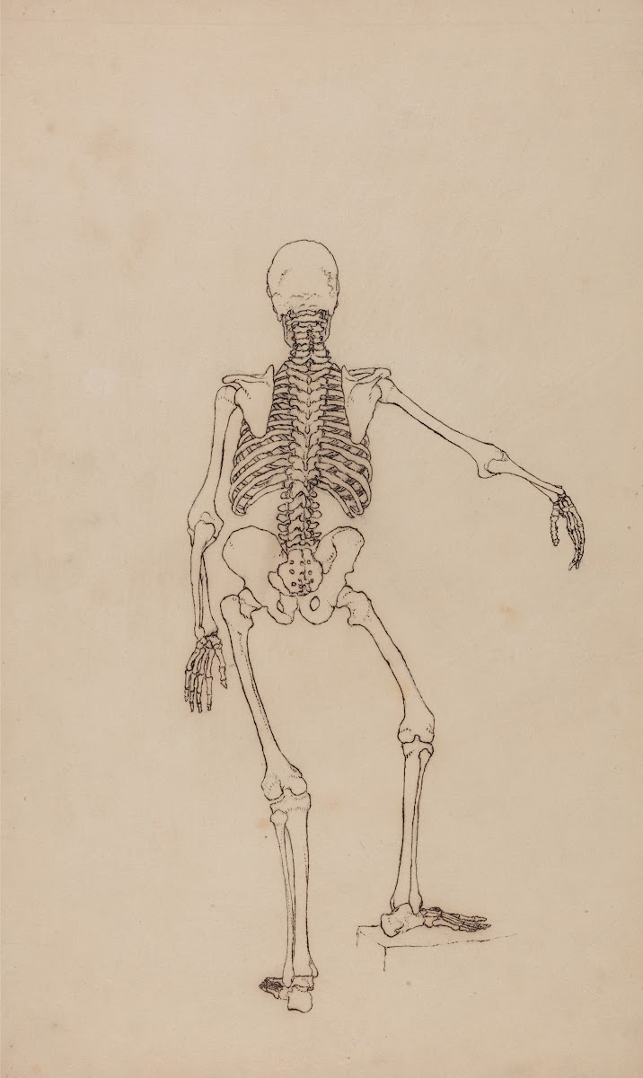 Human Skeleton Posterior View 1795 to 1806