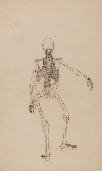 Human Skeleton Posterior View 1795 to 1806