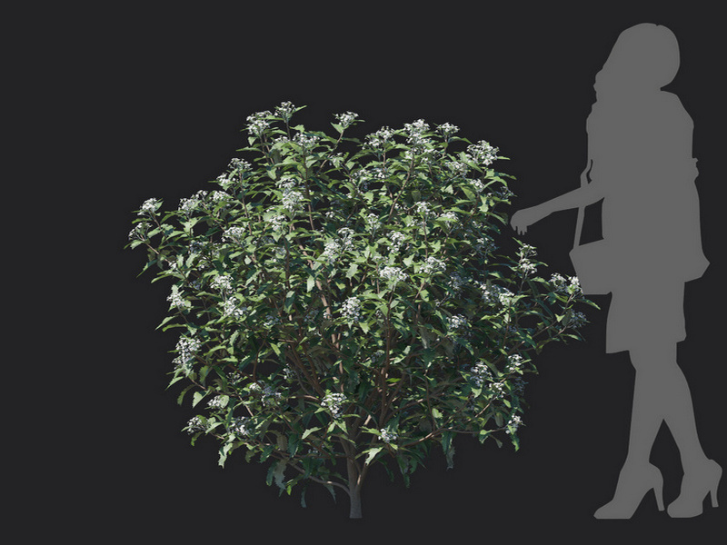Maxtree - Plant Models Vol.129