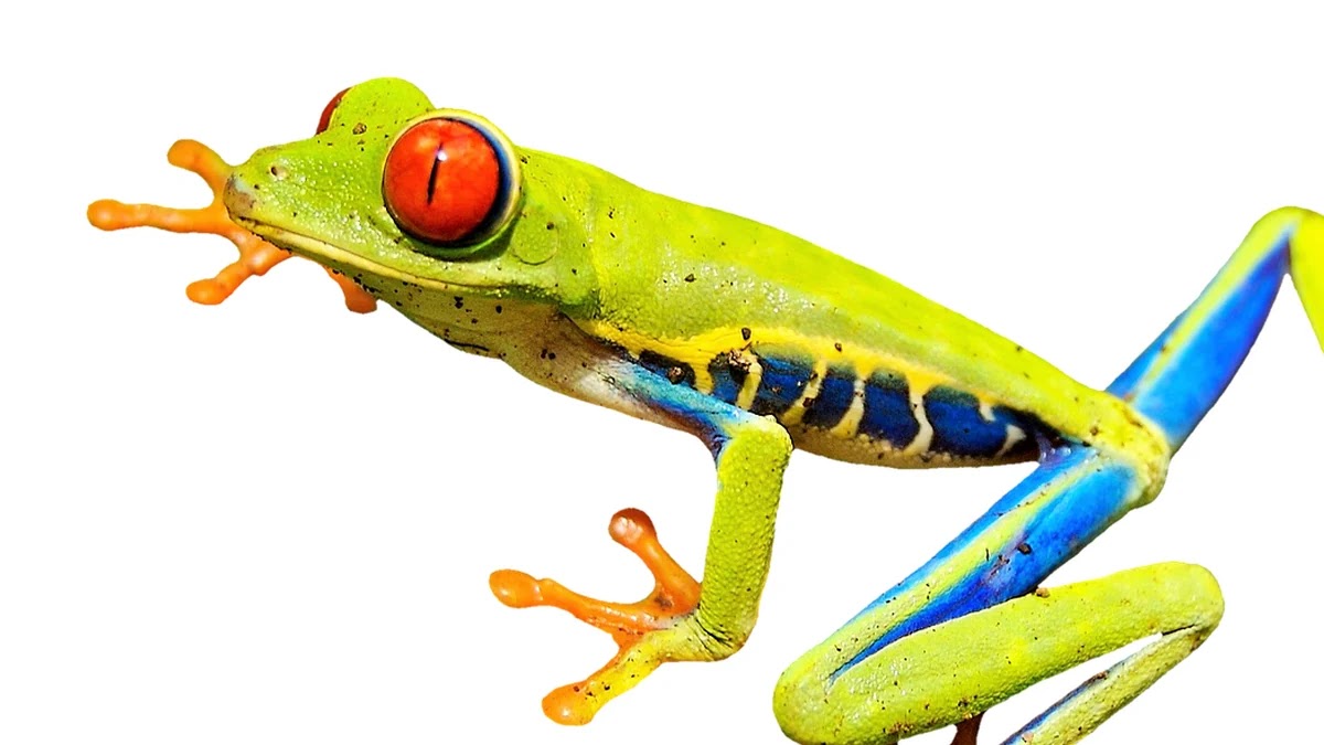 우물 안 개구리 뜻과 유래, 비슷한 표현과 사용 상황