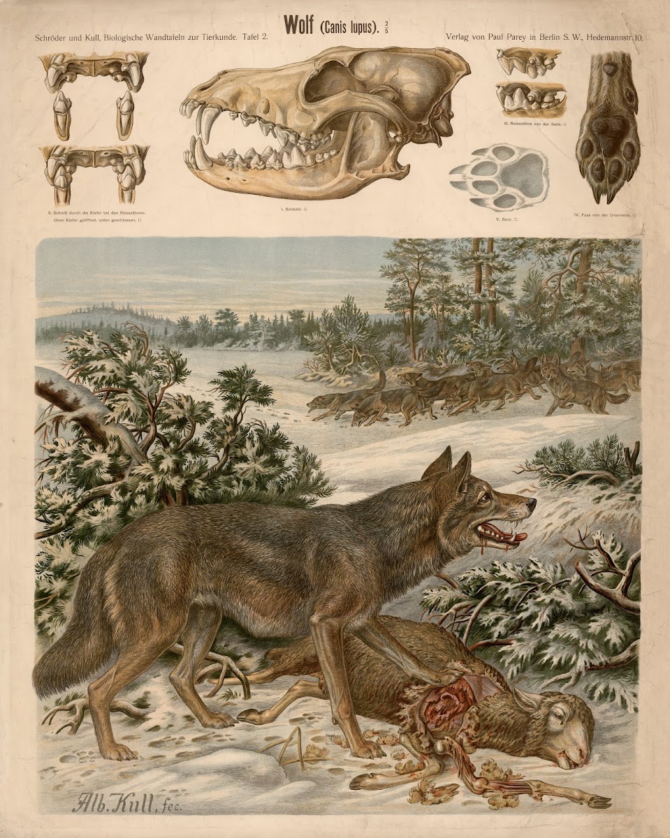 Wolf canis lupus
