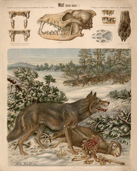 Wolf canis lupus