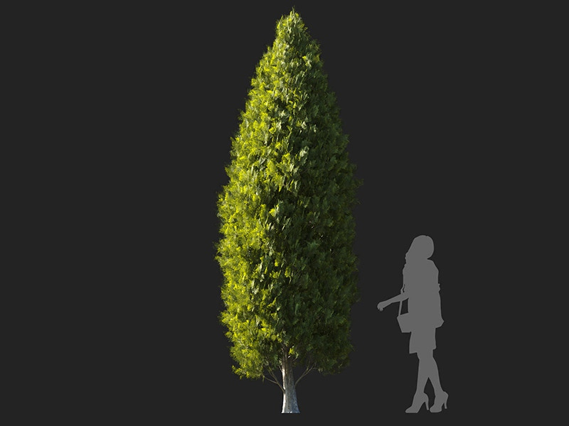 Maxtree - Plant Models Vol.122