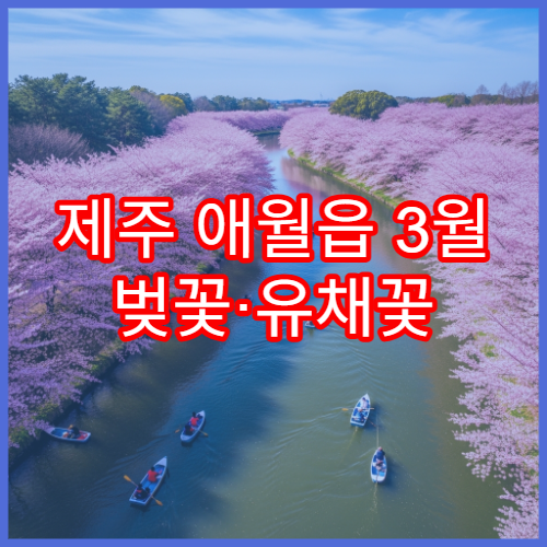 제주 애월읍 3월 벚꽃·유채꽃 드라이브 코스