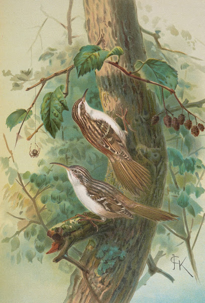 Certhia familiaris Certhia familiaris brachydactyla