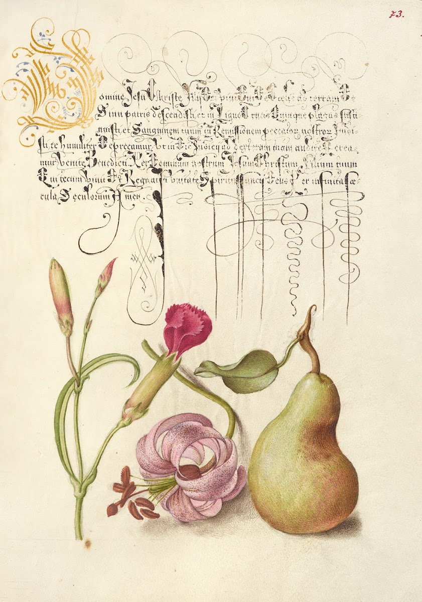 Carnation Martagon Lily And Pear 15611596