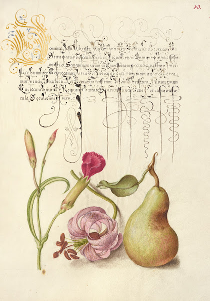 Carnation Martagon Lily And Pear 15611596