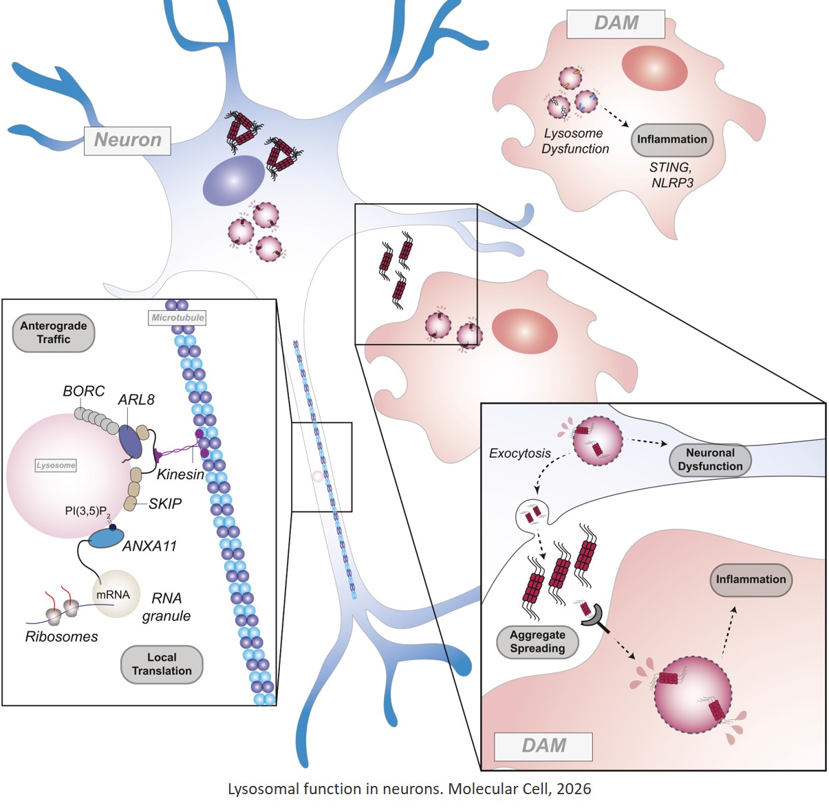 Lysosomes as hubs of metabolic sensing and cellular homeostasis