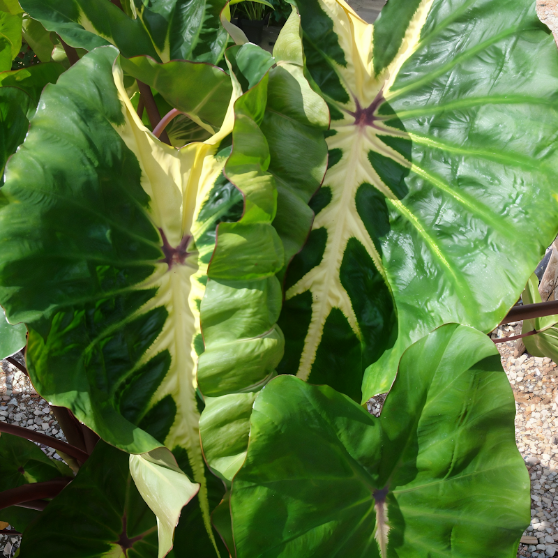 Colocasia esculenta 'White Lava' con foglie variegate in un giardino tropicale