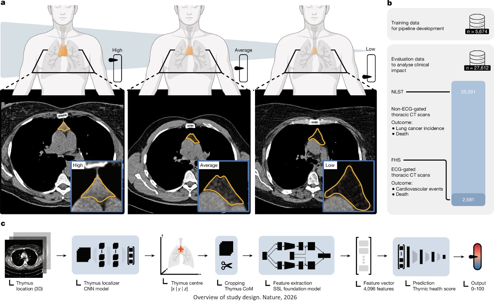 Thymic health consequences in adults