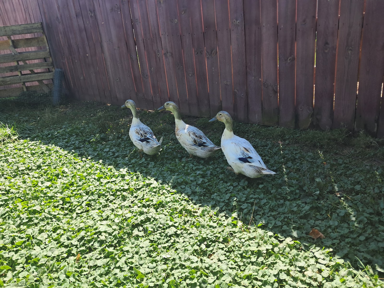 Welsh Harlequin Duckling