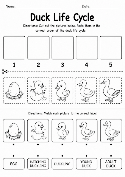 Duck Life Cycle Worksheet
