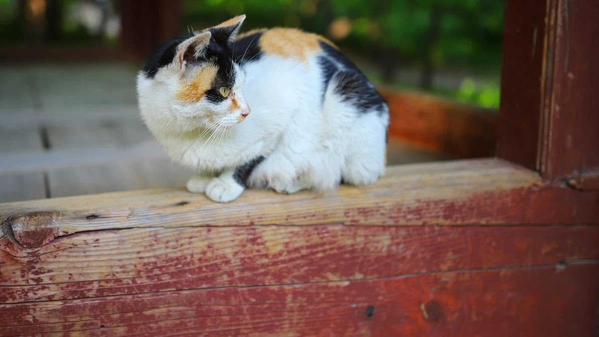 미디어 플랫폼별 광고 배치 전략과 수익 모델 차별점